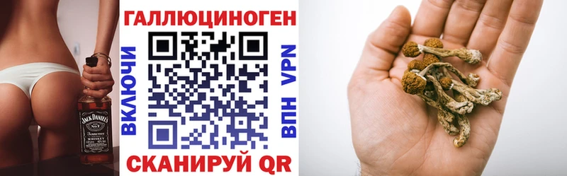 дарнет шоп Курганинск Галлюциногенные грибы Psilocybe